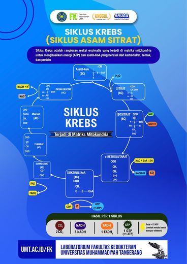 Poster edukasi: Siklus Krebs (Siklus Asam Sitrat)