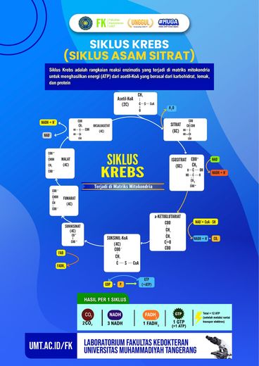 Poster edukasi: Siklus Krebs — Bagan Lengkap