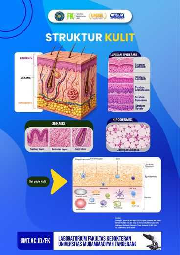 Poster edukasi: Struktur Kulit
