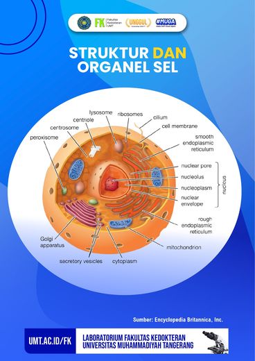 Poster edukasi: Struktur dan Organel Sel